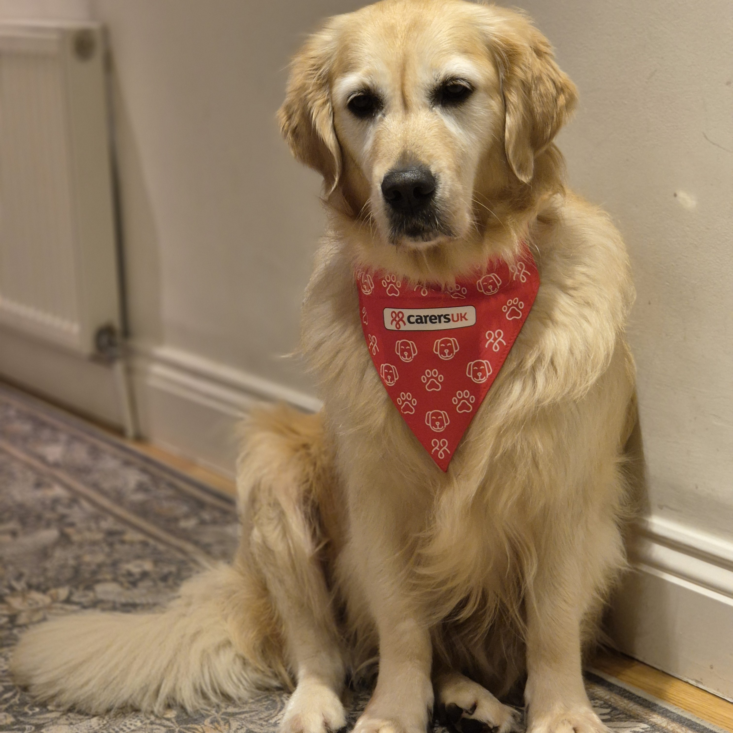 Dog wearing red bandana