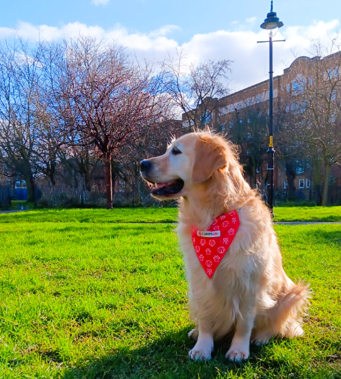 Dog wearing red bandana